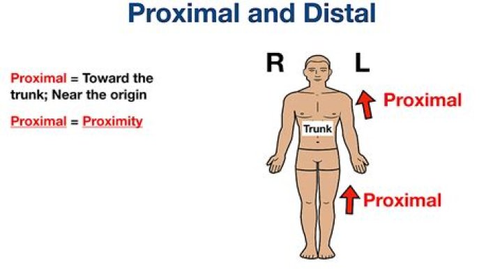 proximal medical term