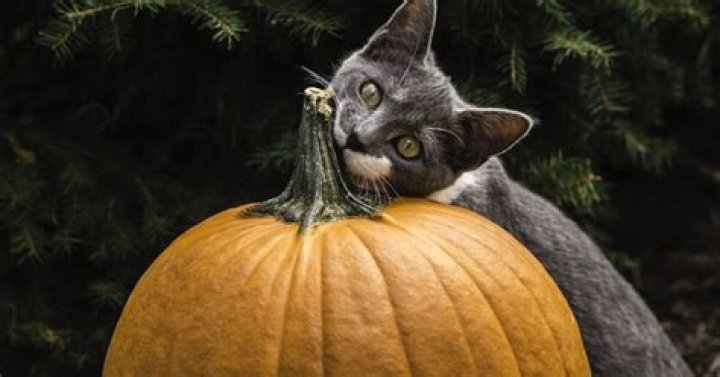 pumpkin for cats