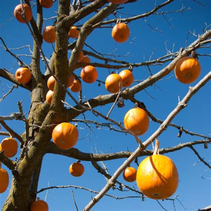 pumpkin tree