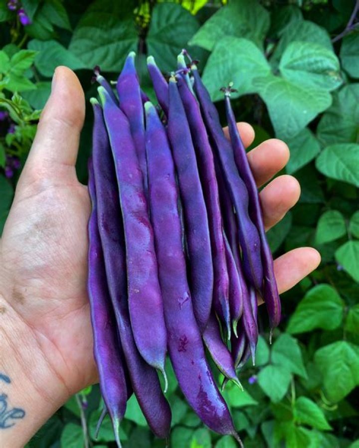 purple beans