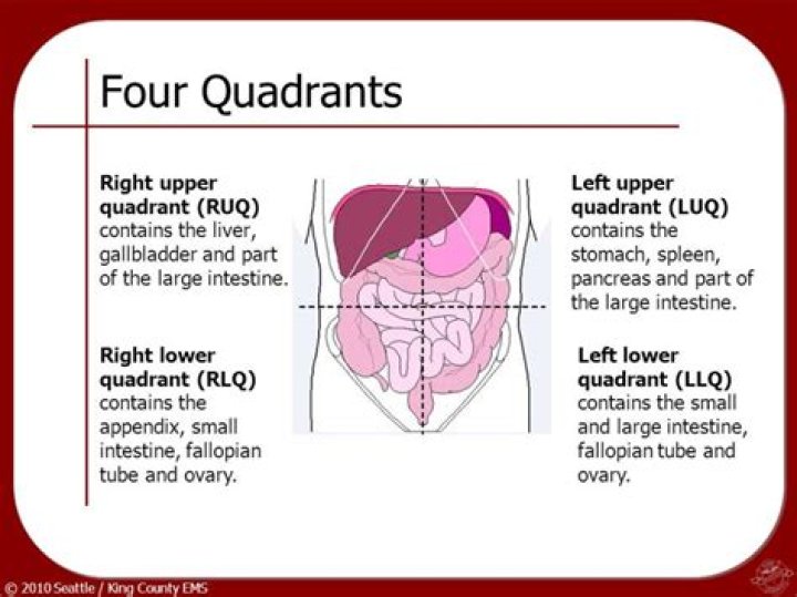right upper quadrant organs