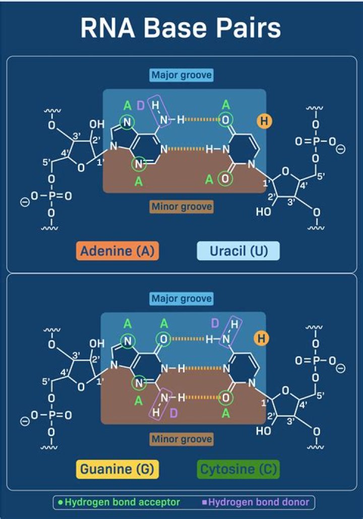 rna base pairs