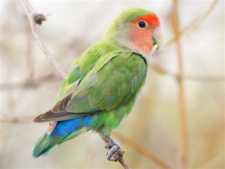 rosy-faced lovebird