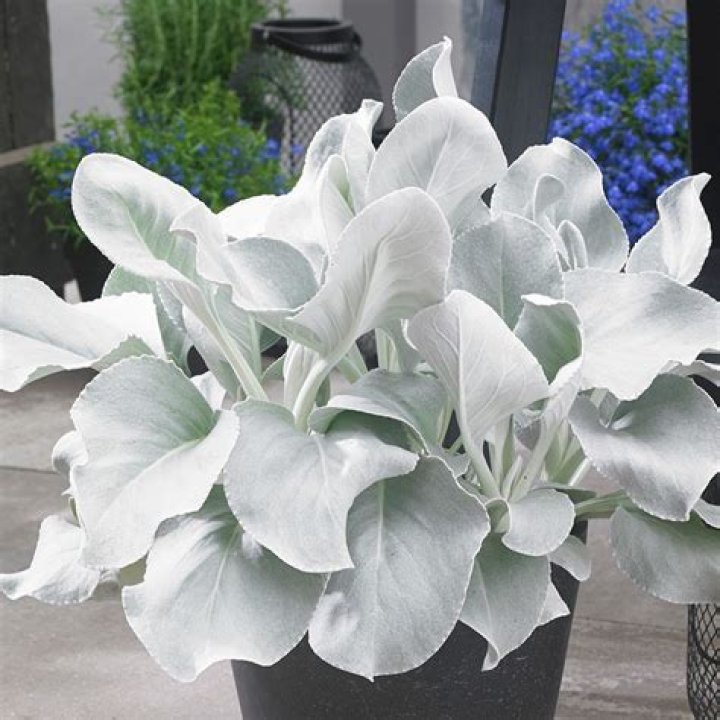 senecio angel wings