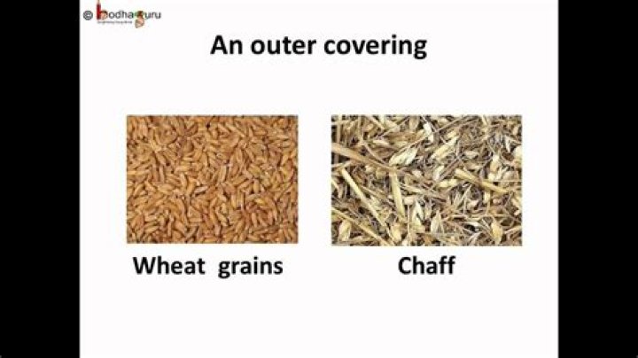 separating grains from chaff is called