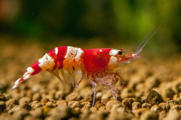 shrimp live