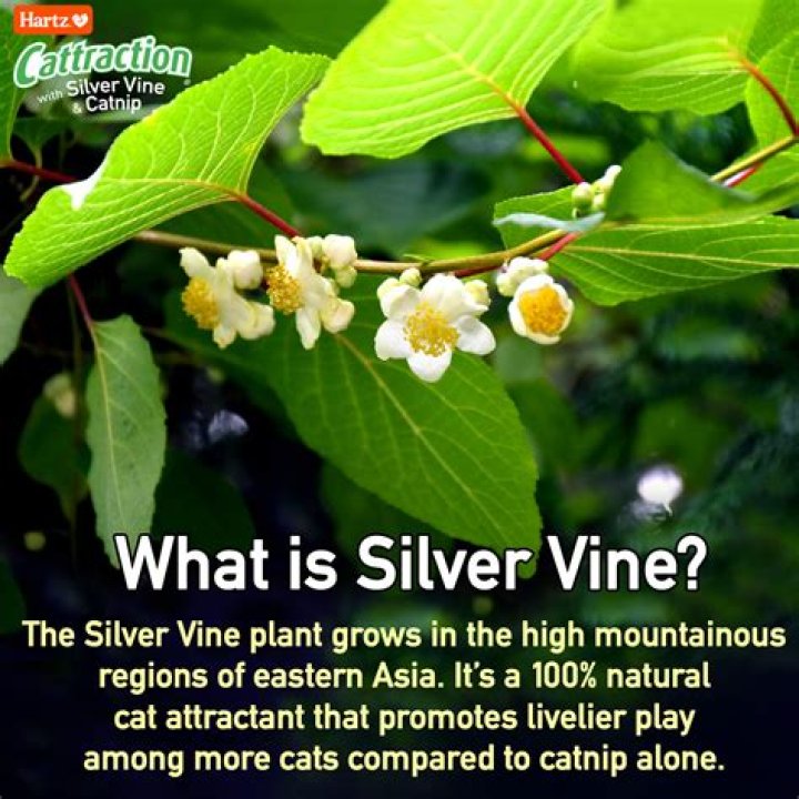 silver vine