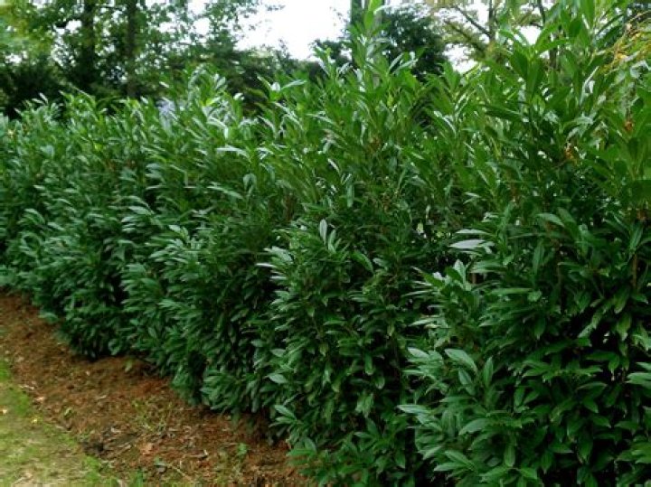 skip laurel hedge