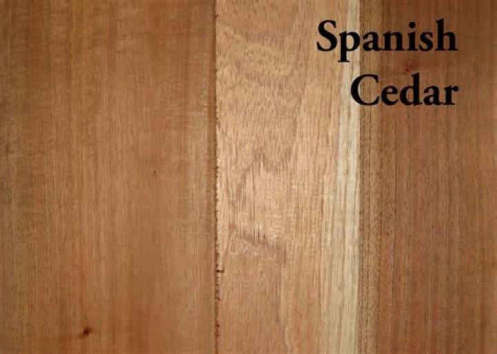 spanish cedar