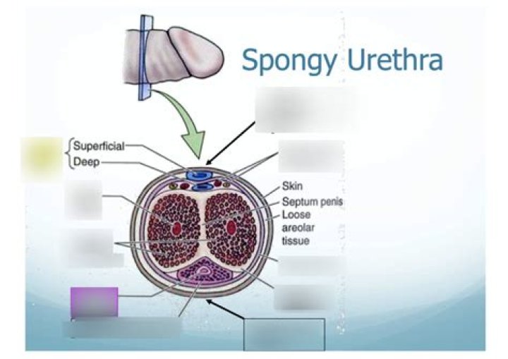 spongy urethra