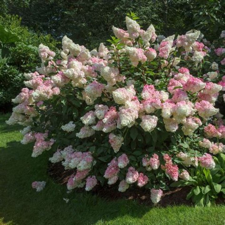 strawberry vanilla hydrangea