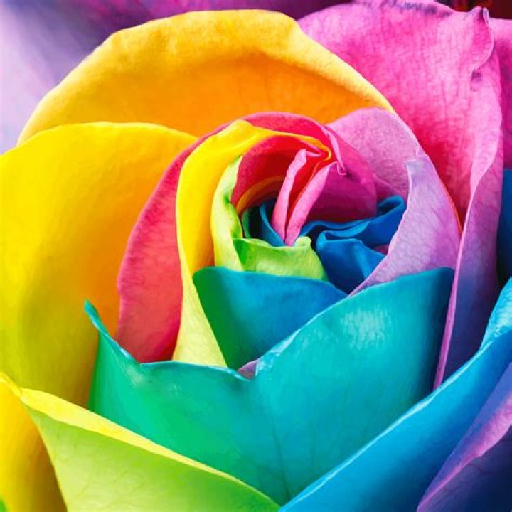 tie dye roses