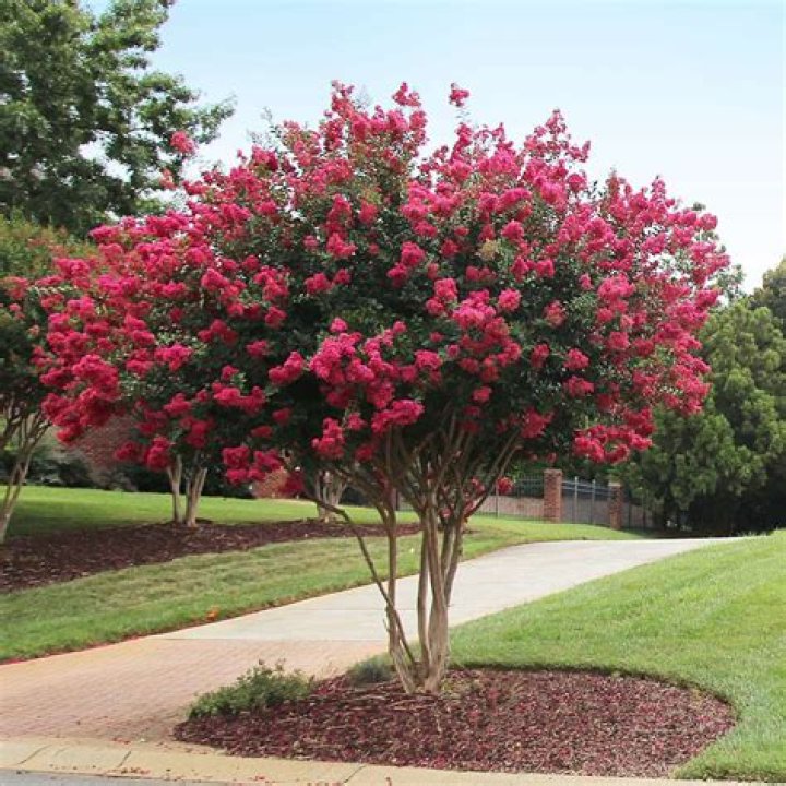 tonto crape myrtle