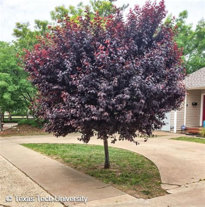 tree with purple leaves