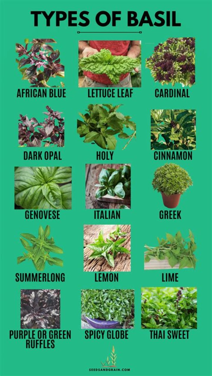 types of basil