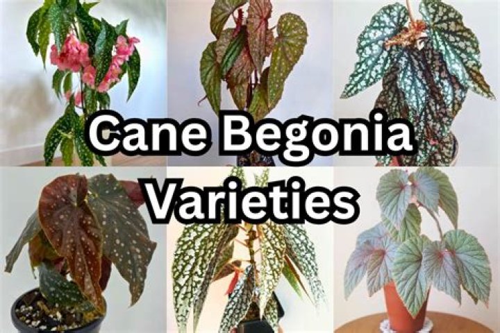 types of begonias