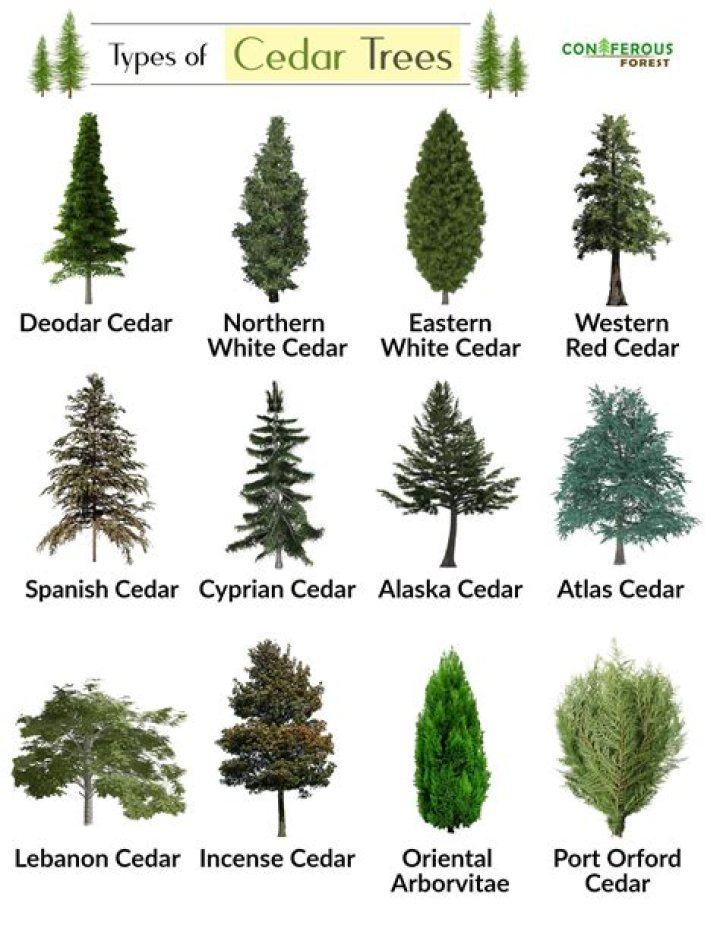 types of cedar trees