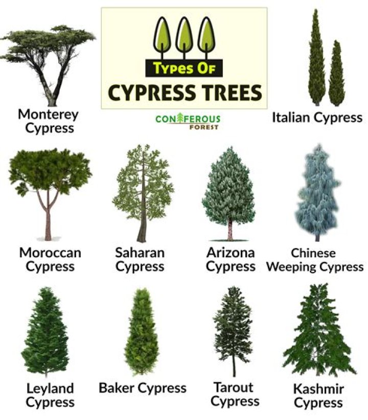types of cypress trees