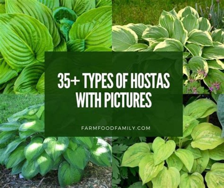 types of hostas