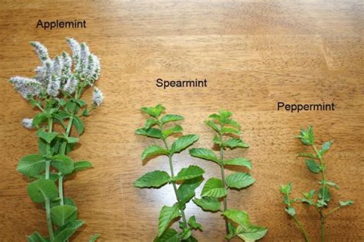 types of mint