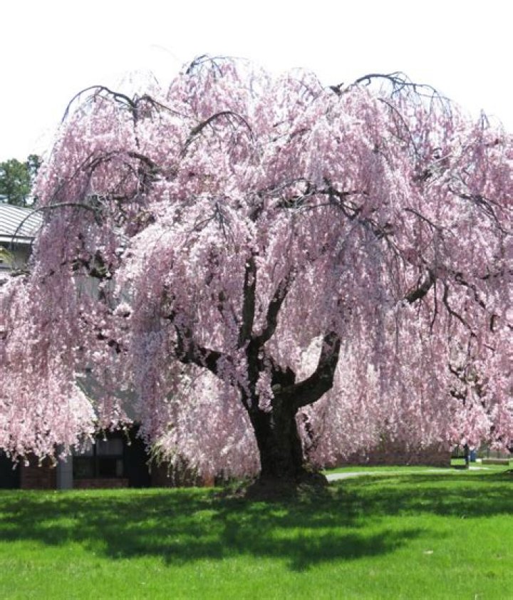 weeping cherry blossom tree