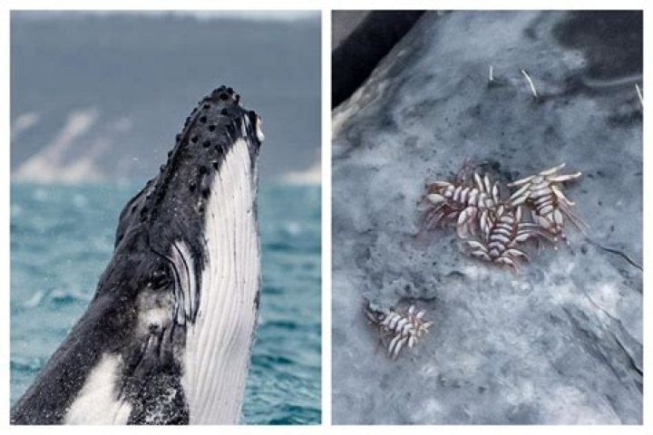 whale lice