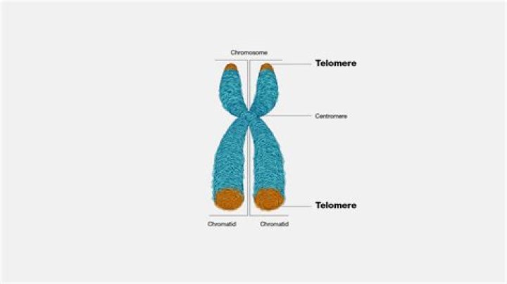 what are telomeres