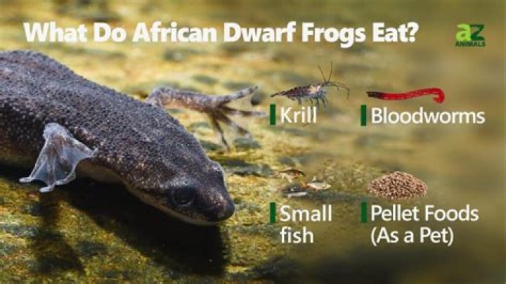what do african dwarf frogs eat