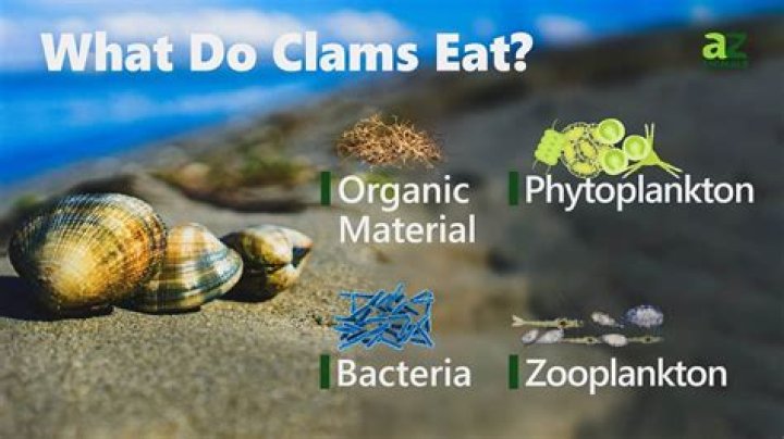 what do clams eat