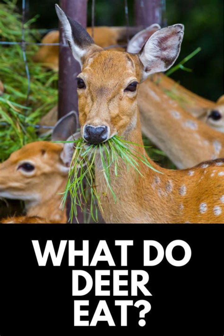 what do deer like to eat