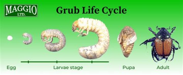 what do grubs turn into