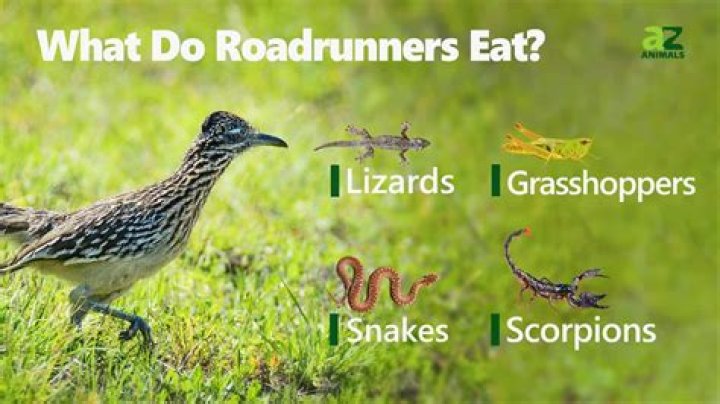 what do roadrunners eat