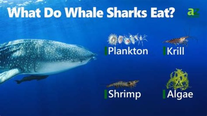what do whale sharks eat