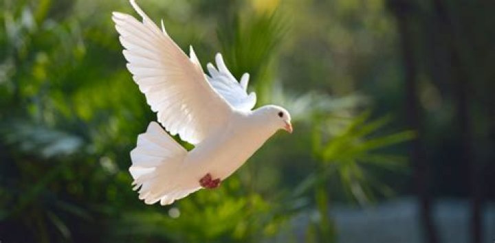 what does a dove symbolize