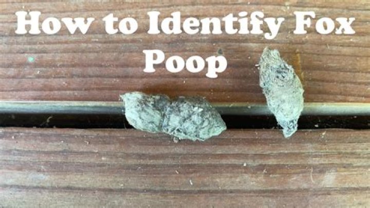 what does fox poop look like