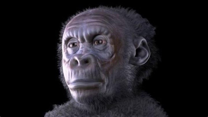 what is a homosapien