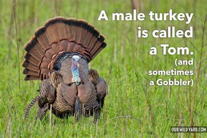 what is a male turkey called