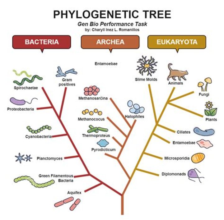 what is a phylogeny