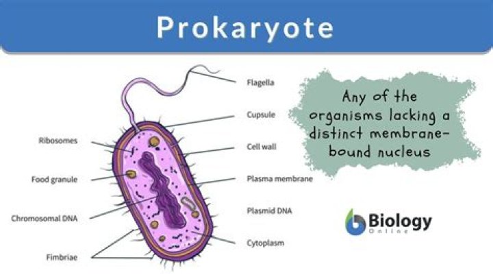 what is a prokaryote
