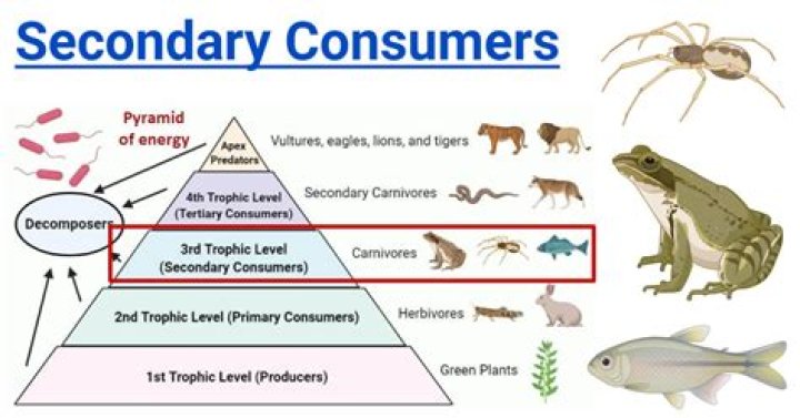what is a secondary consumer