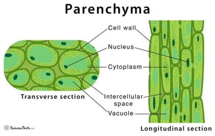what is parenchyma