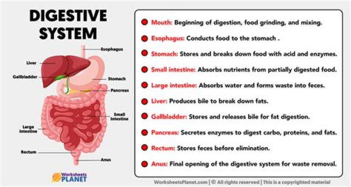 what is the function of the digestive system