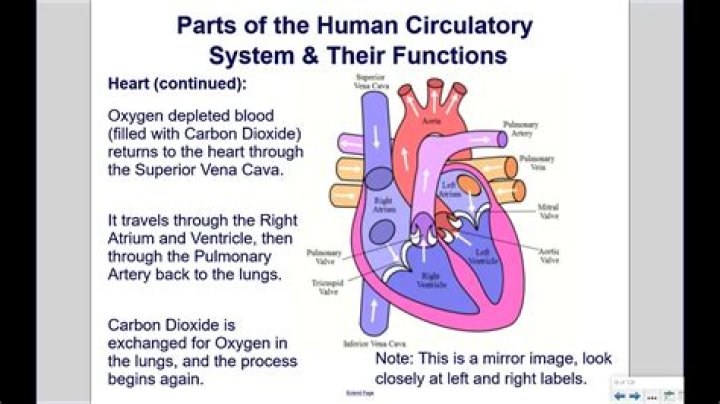 what is the main function of the circulatory system