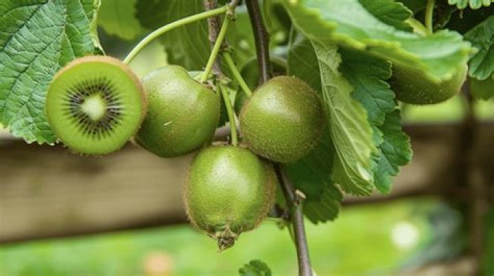 where do kiwis grow
