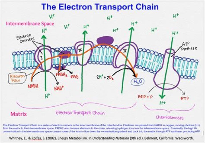 where does the electron transport chain occur