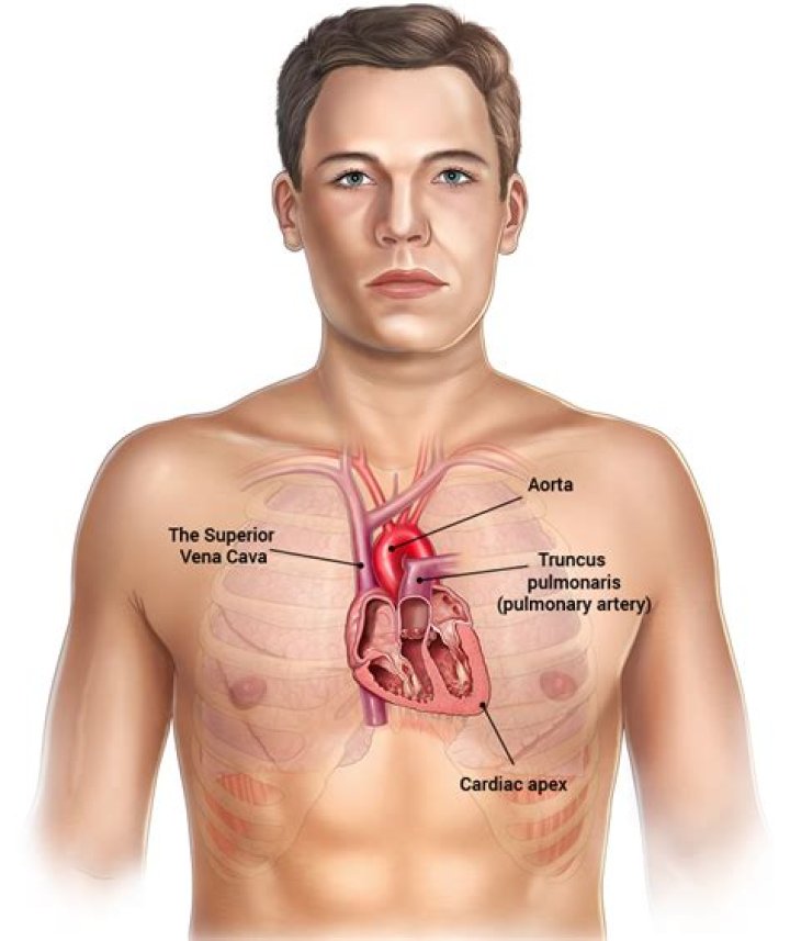 where is the heart located