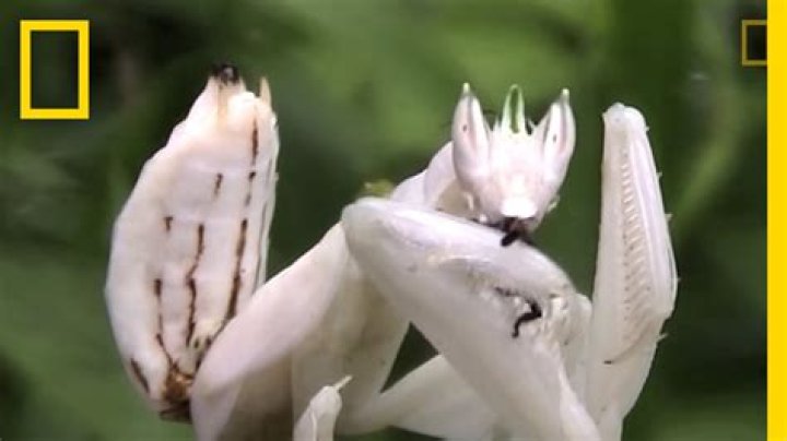white praying mantis