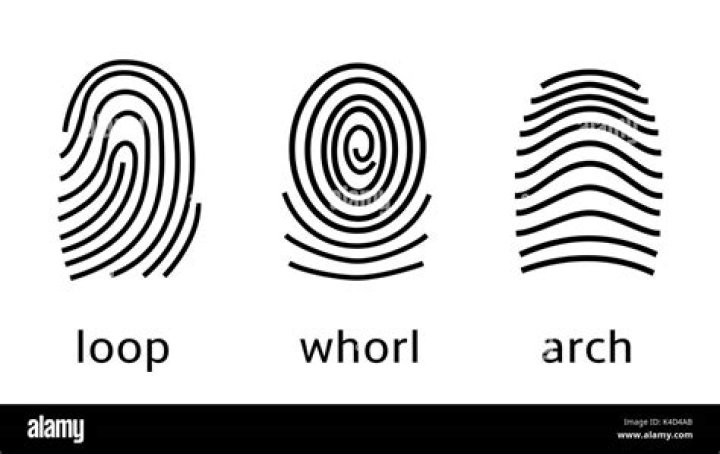 whorl fingerprint