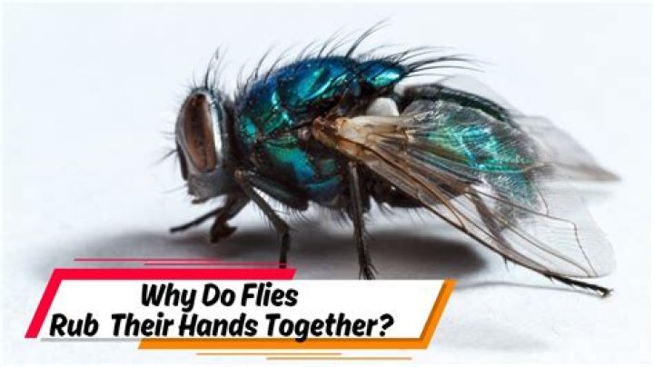 why do flies rub their hands together