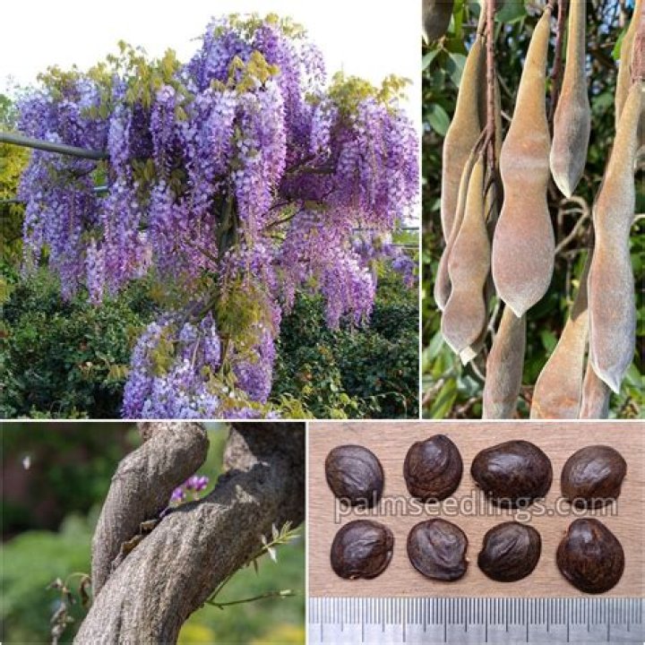 wisteria seeds